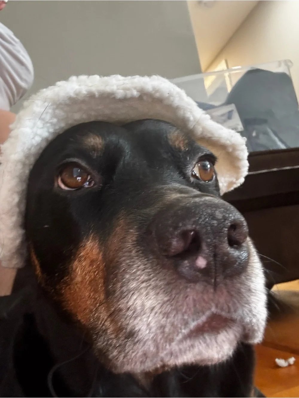 Plush White Cozy Dog Bucket Hat - Pet Accessory
